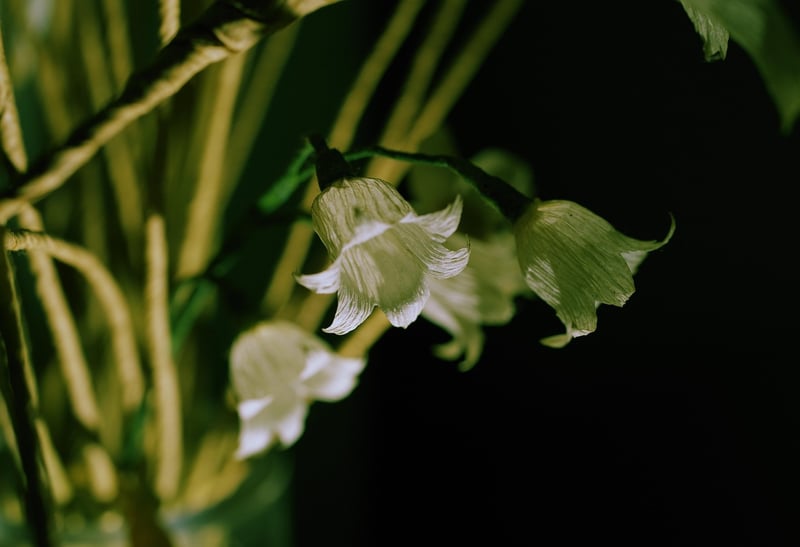 Botanical Art