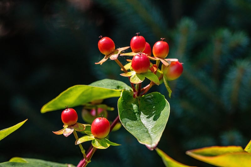 Herbal Skin Remedies