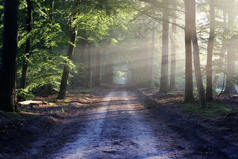 Lush Forest Landscape